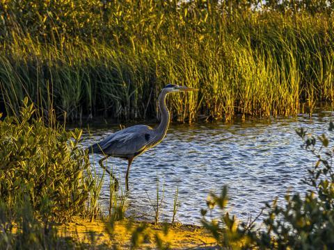 Galveston Island State Park